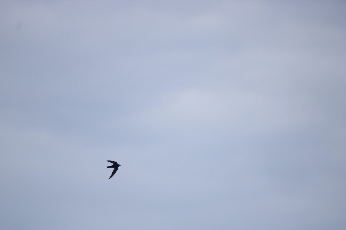 סיס אפריקני - ML644737150