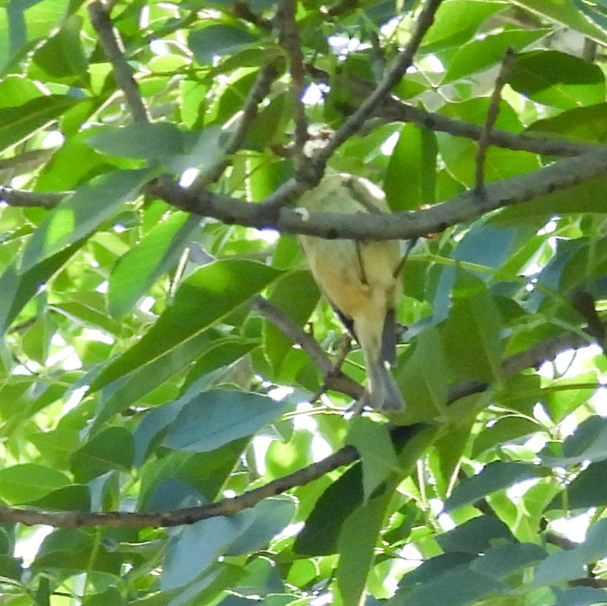 Ruby-crowned Kinglet - ML644737151