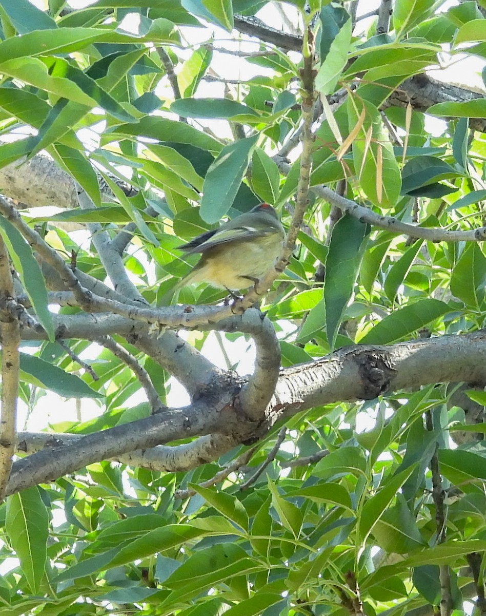Ruby-crowned Kinglet - ML644737152