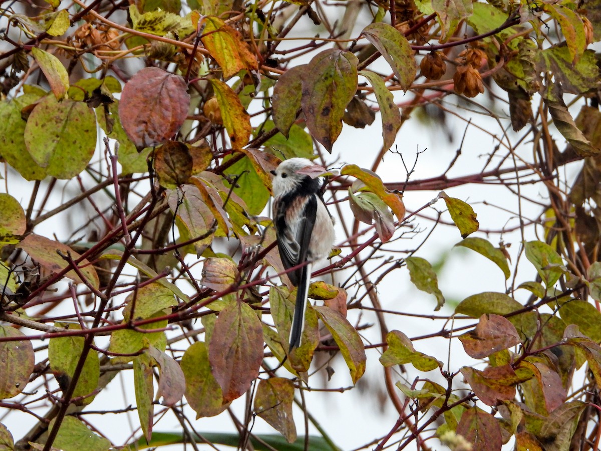 mlynařík dlouhoocasý [skupina europaeus] - ML644737156