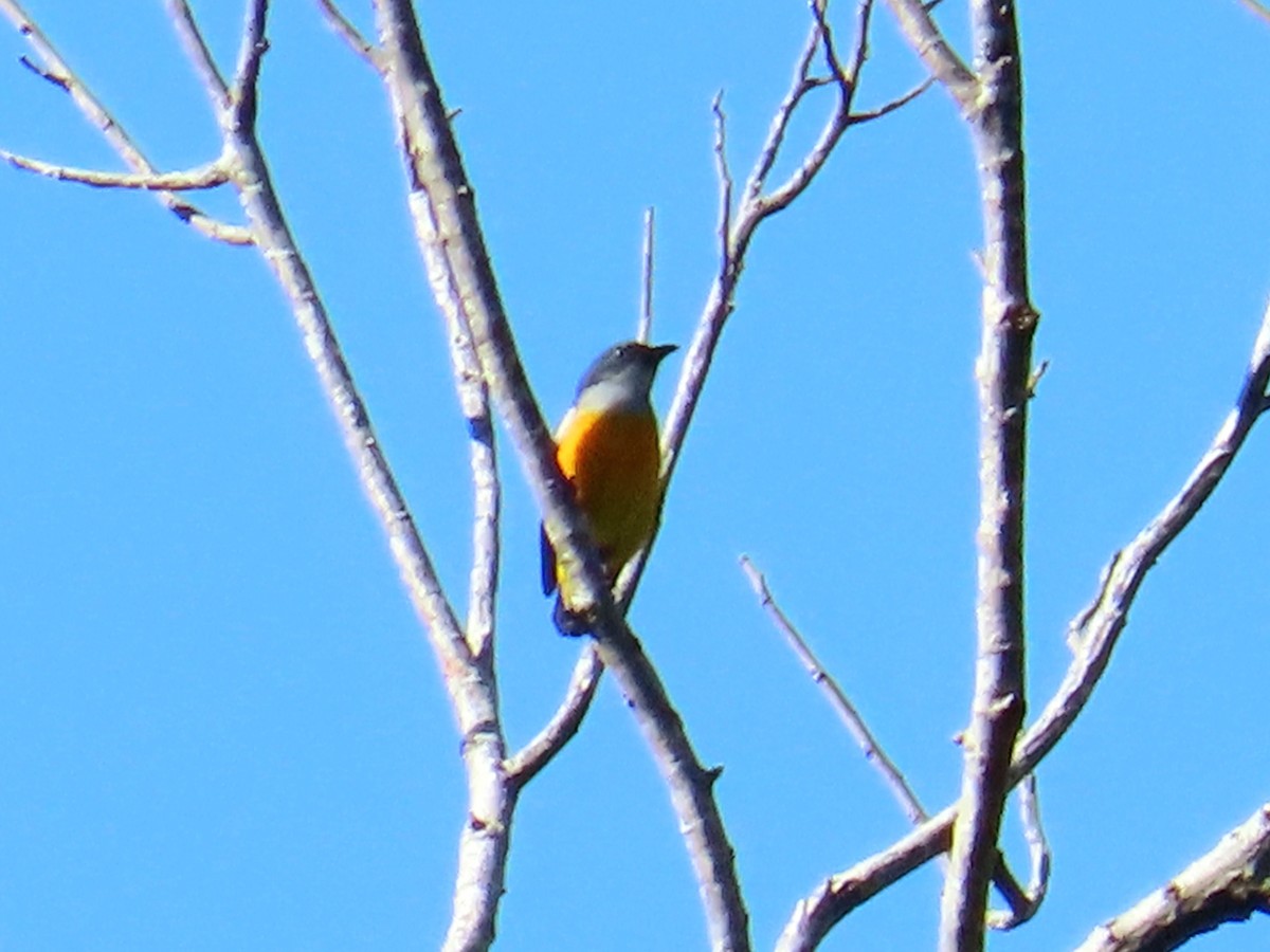 Orange-bellied Flowerpecker - ML644737162