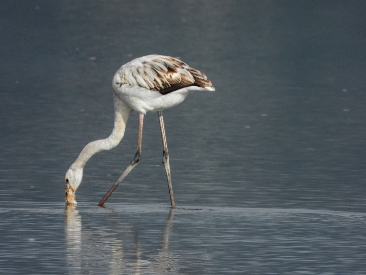 plameňák růžový - ML644737166