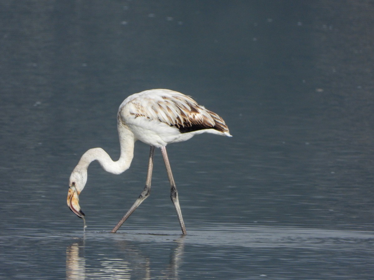 plameňák růžový - ML644737168