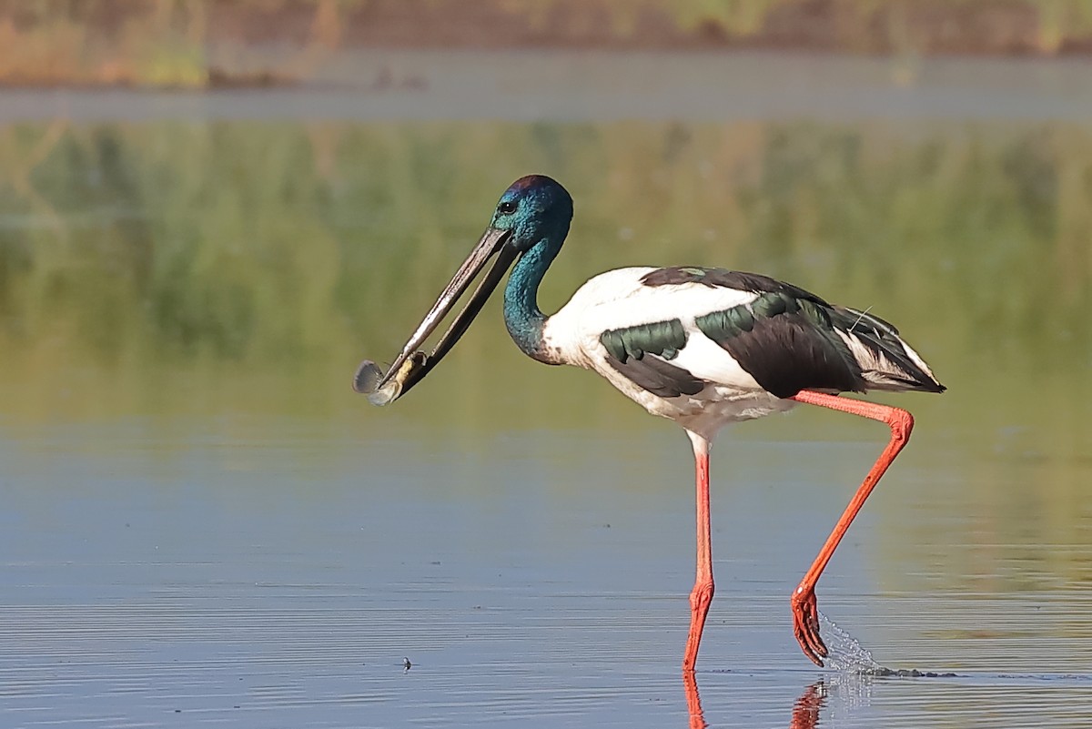 čáp černokrký - ML644737173