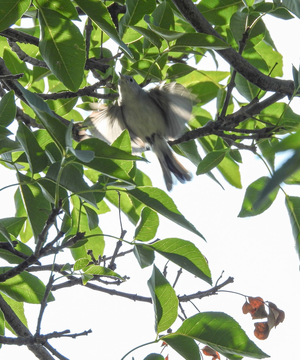 Голубая комароловка - ML644737177