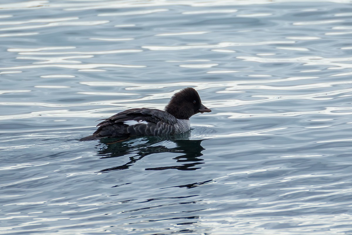 Barrow's Goldeneye - ML644737178