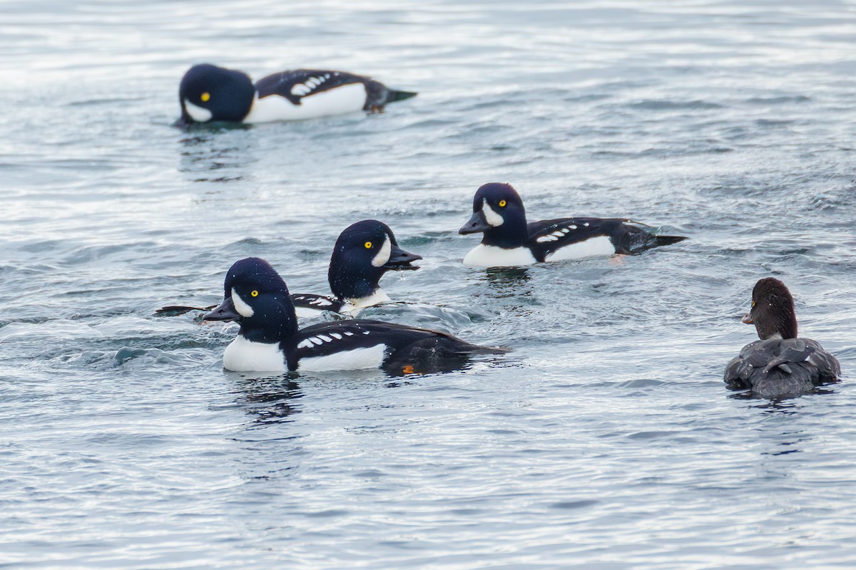 Barrow's Goldeneye - ML644737179