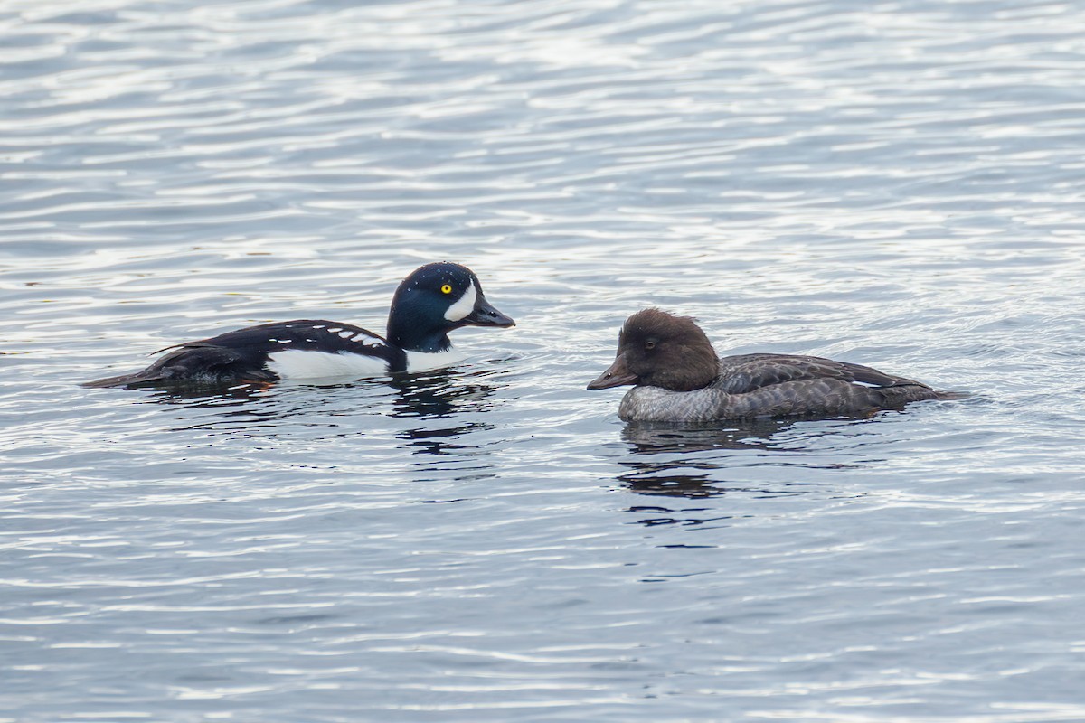 Barrow's Goldeneye - ML644737180