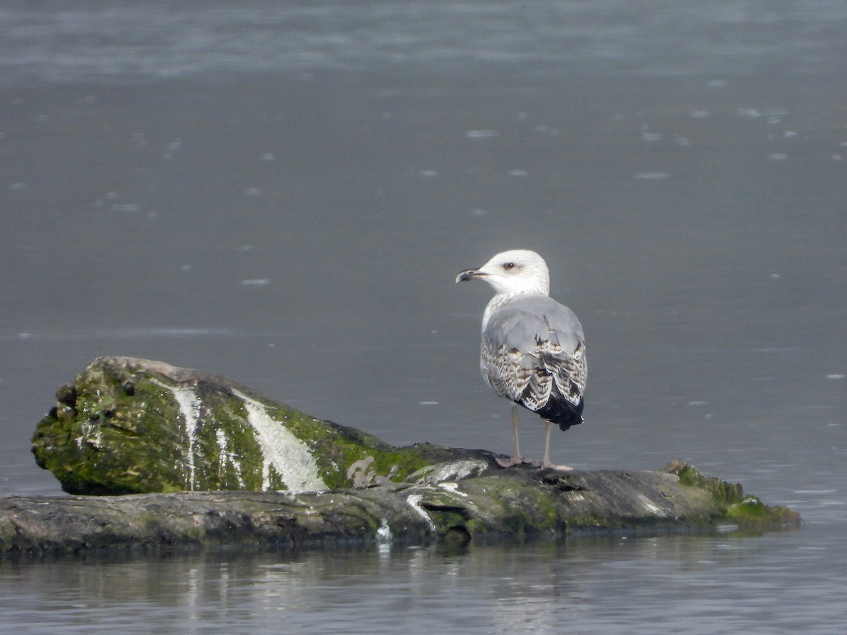 racek středomořský - ML644737181