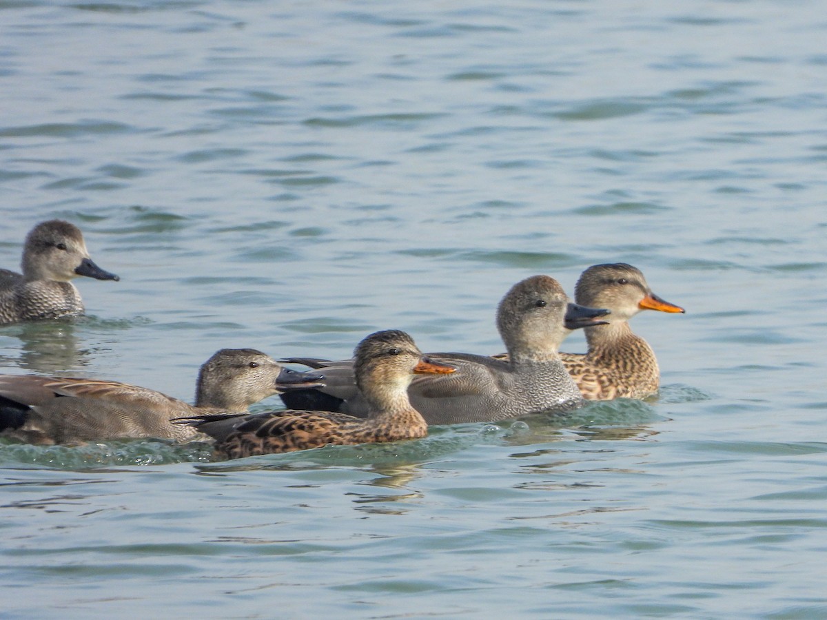 Ánade Friso - ML644737186