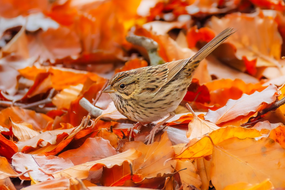 strnadec pruhohlavý - ML644737187