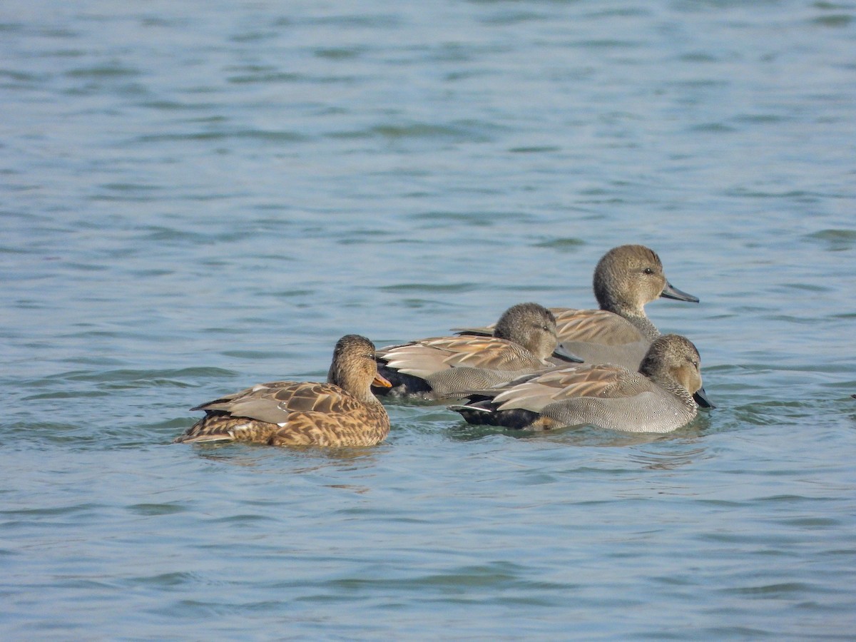 Ánade Friso - ML644737189