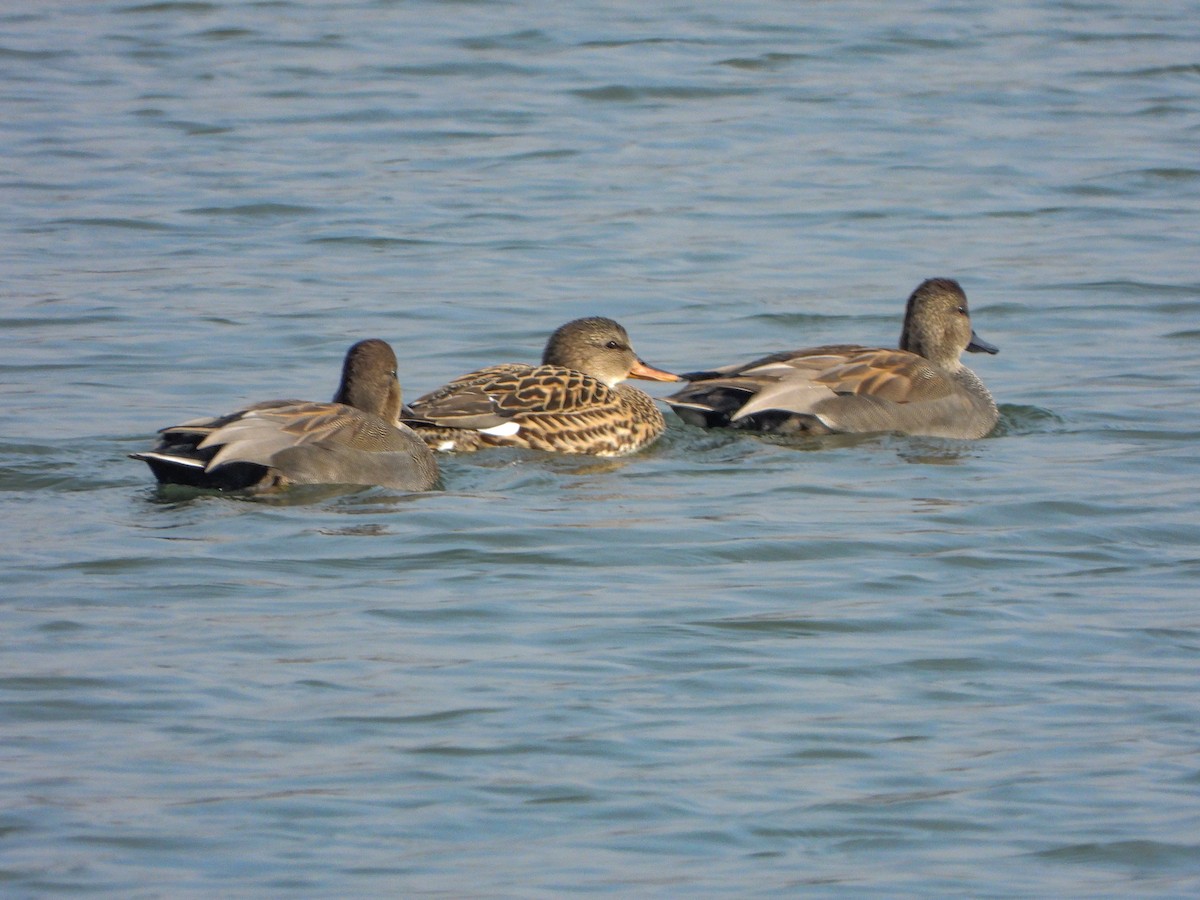 Ánade Friso - ML644737190