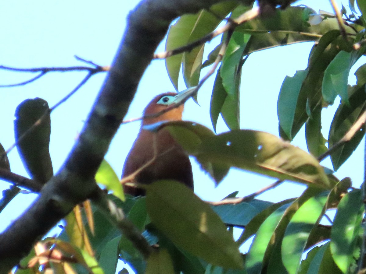 Raffles's Malkoha - ML644737195