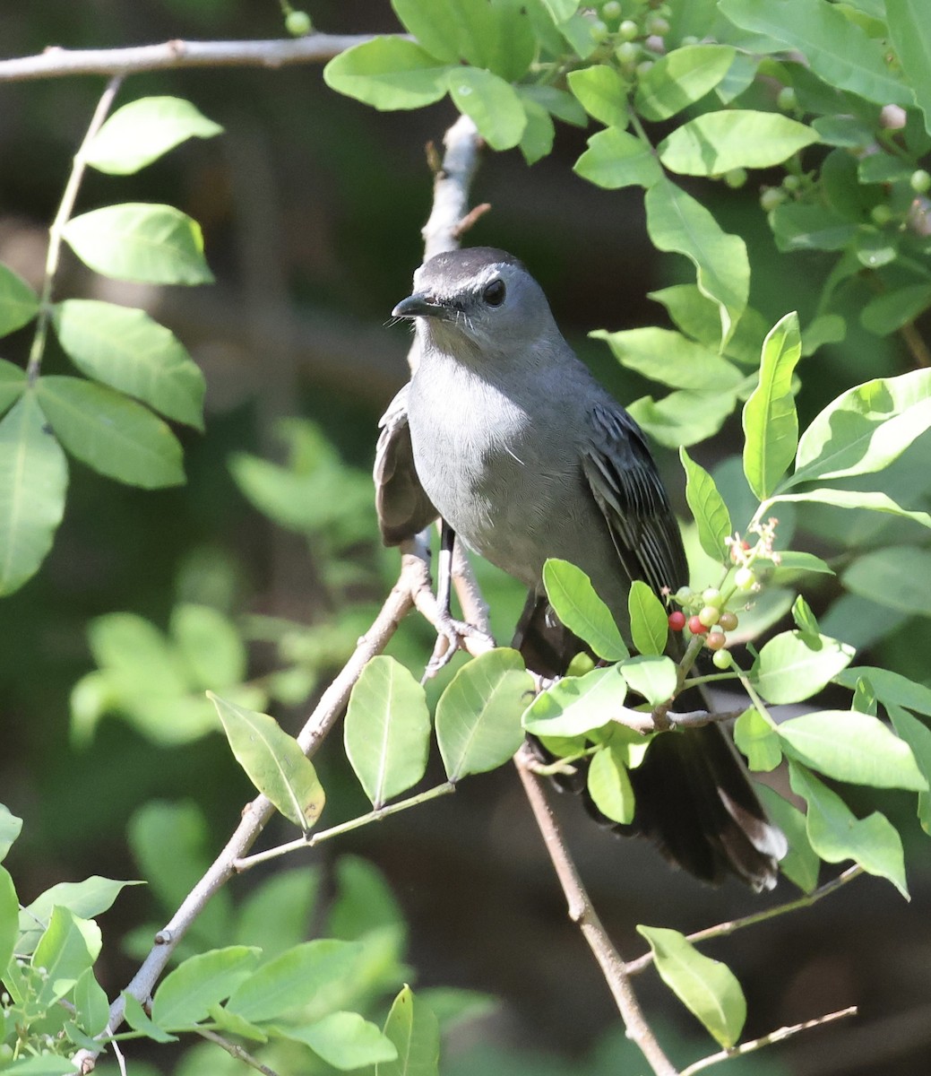 Miaulari grisa - ML644737207