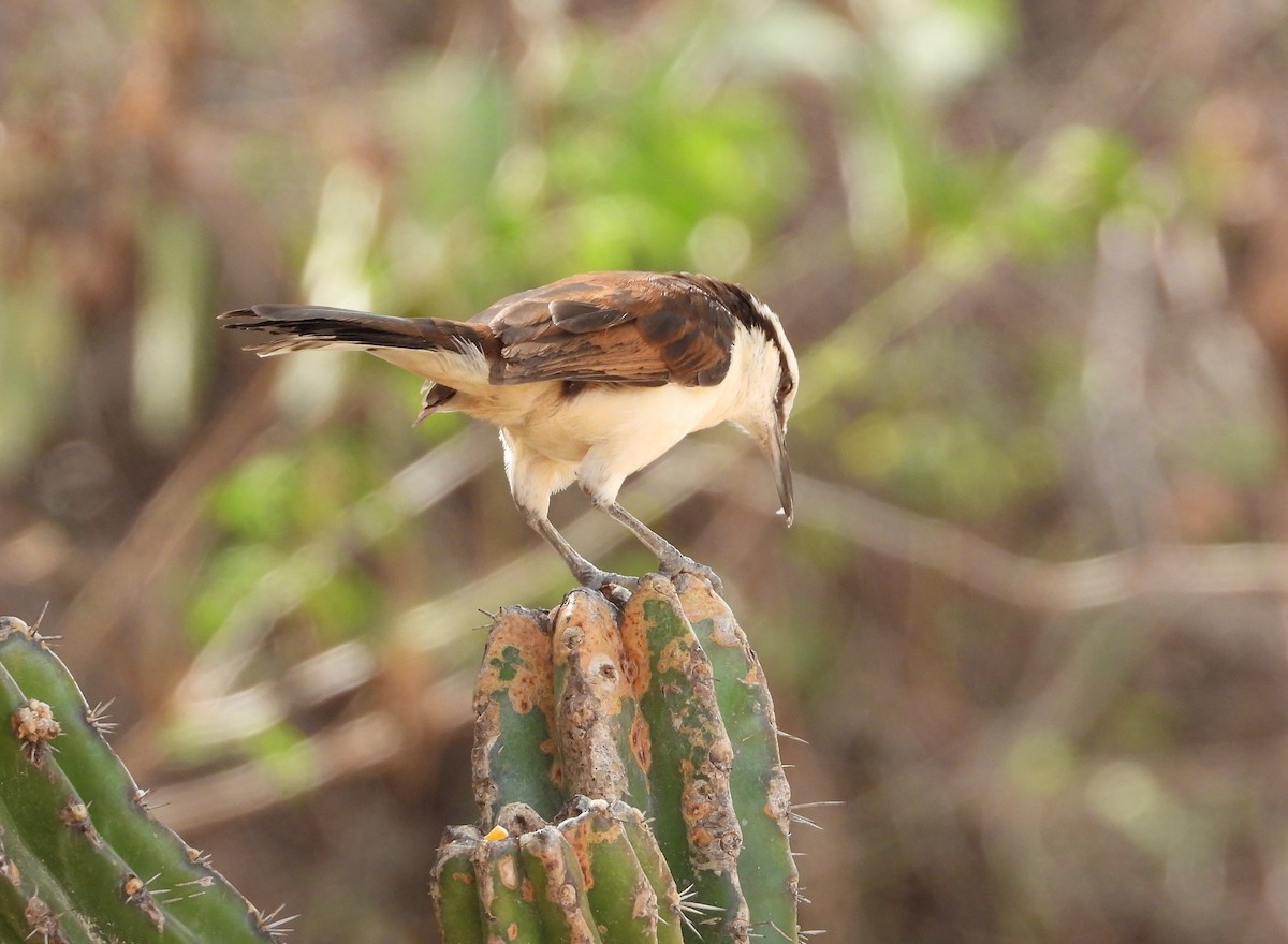 Bicolored Wren - ML644737210