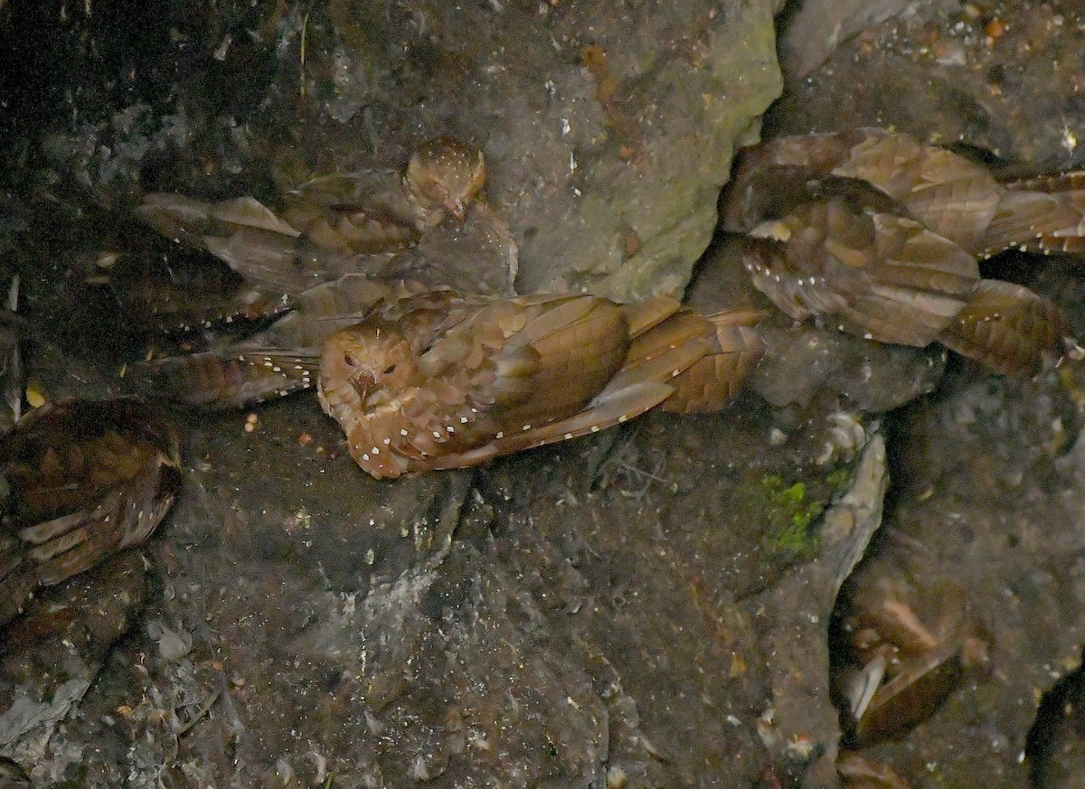 Guacharo des cavernes - ML644737211