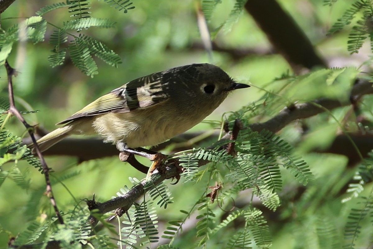 Ruby-crowned Kinglet - ML644737218