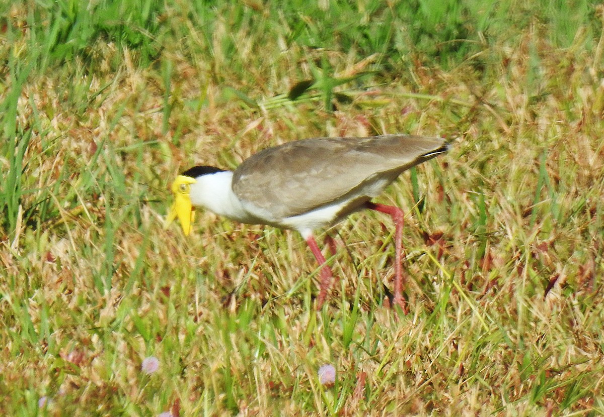 Masked Lapwing - ML644737219