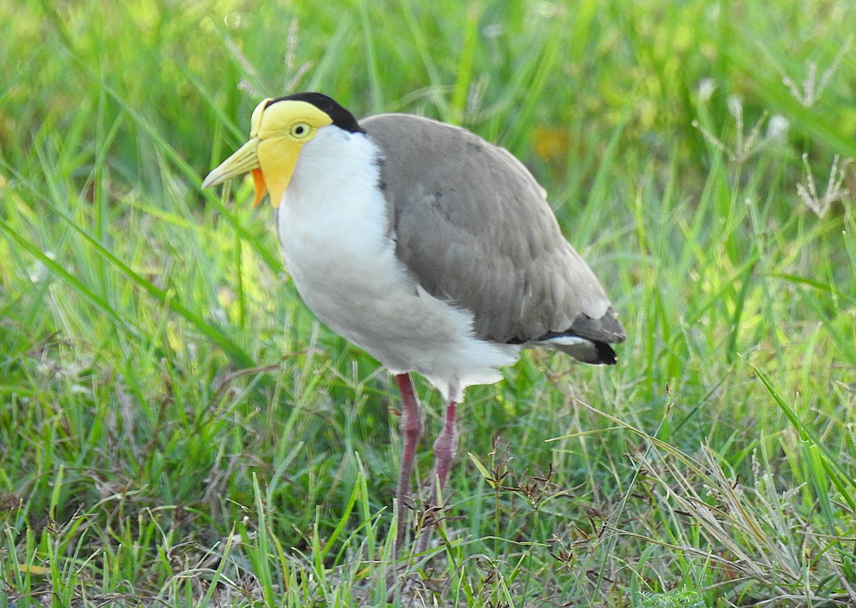 Masked Lapwing - ML644737220