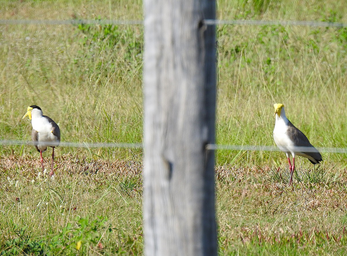 Masked Lapwing - ML644737221