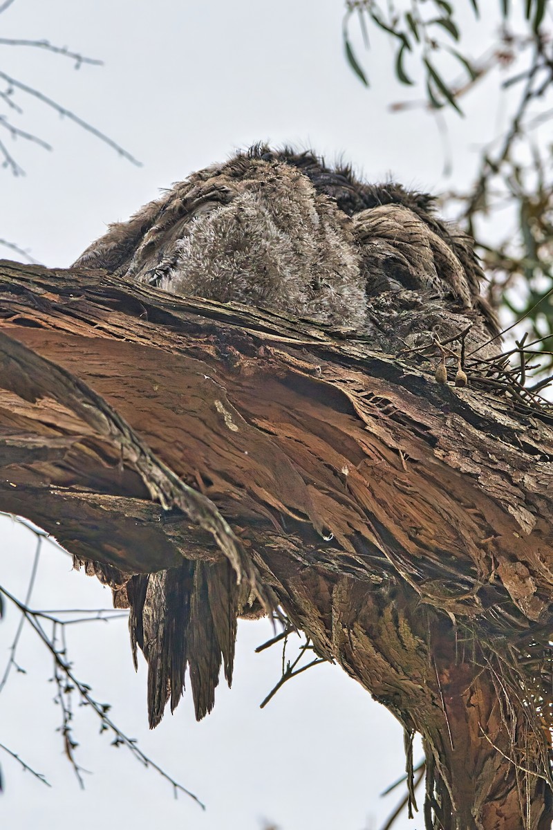 Tawny Frogmouth - ML644737222
