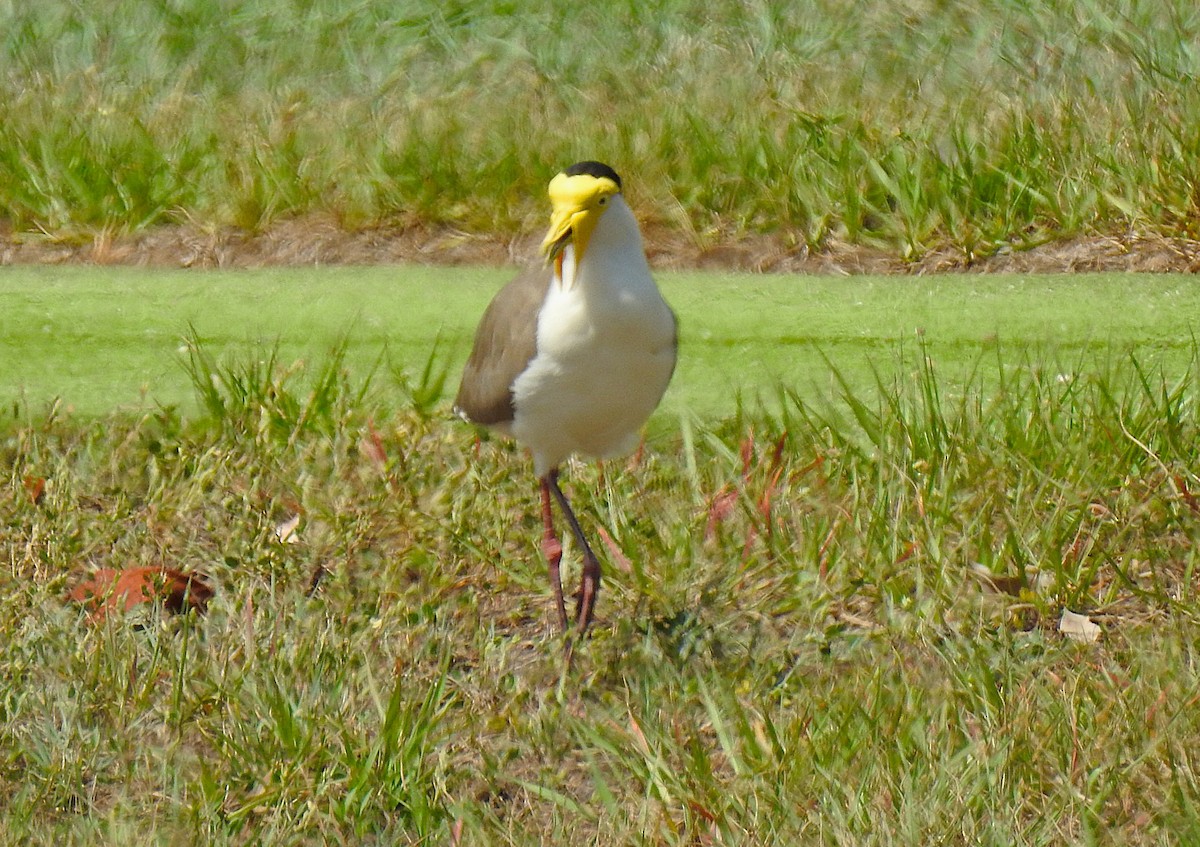 Masked Lapwing - ML644737227