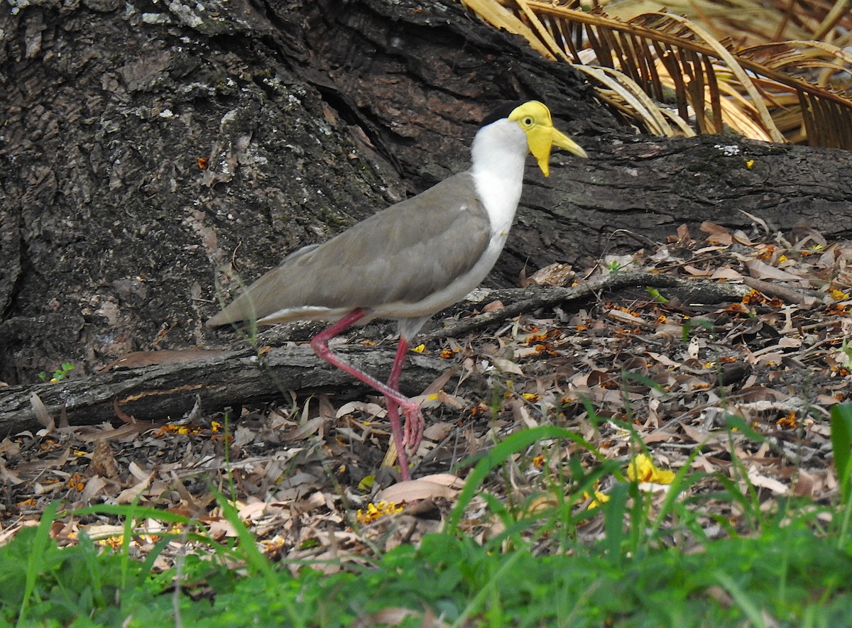 Masked Lapwing - ML644737229