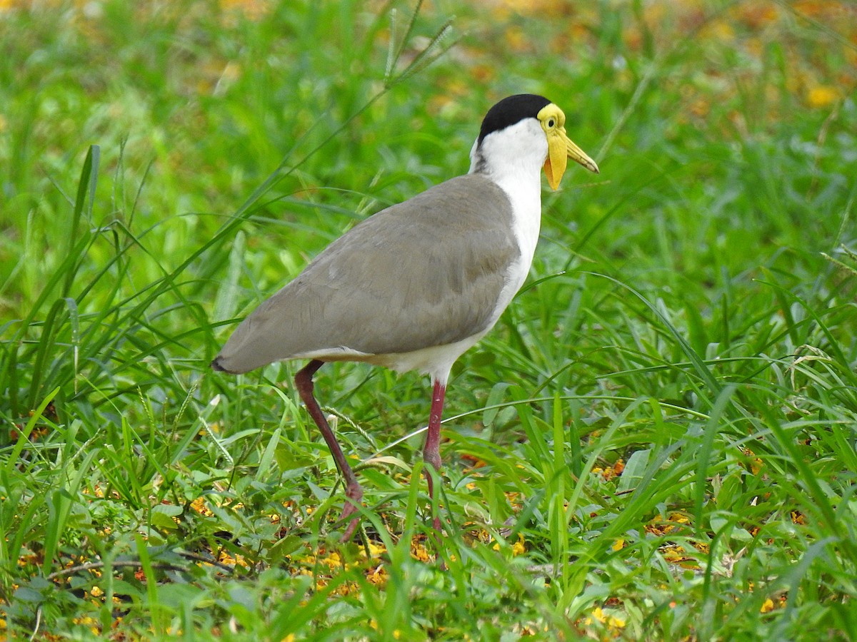 Masked Lapwing - ML644737230