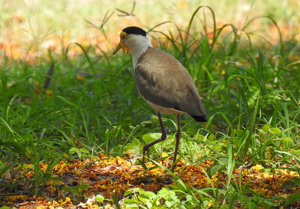 Masked Lapwing - ML644737232