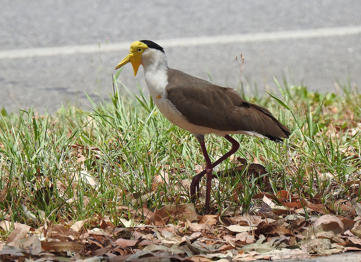 Masked Lapwing - ML644737234