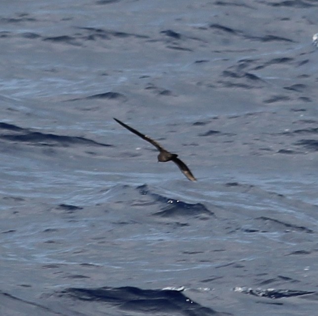 Bulwer's Petrel - ML644737249