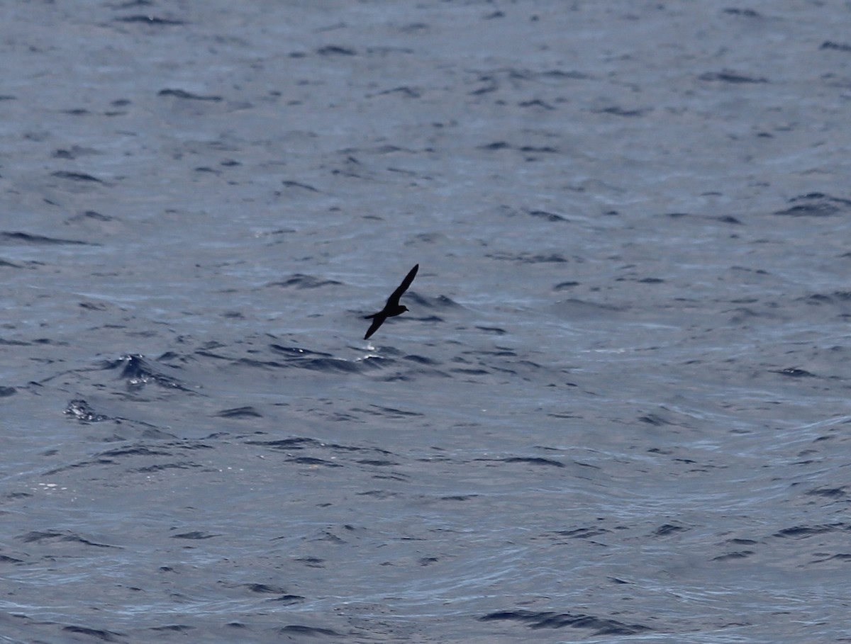 Bulwer's Petrel - ML644737250