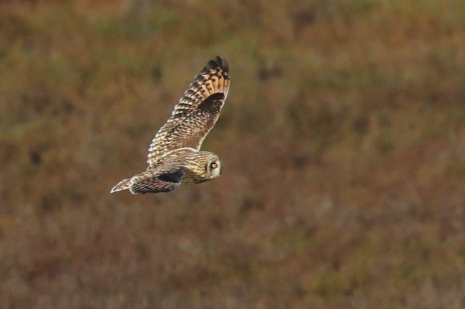 Búho Campestre (Norteño) - ML644737253