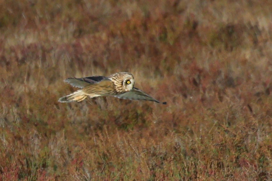 Búho Campestre (Norteño) - ML644737256