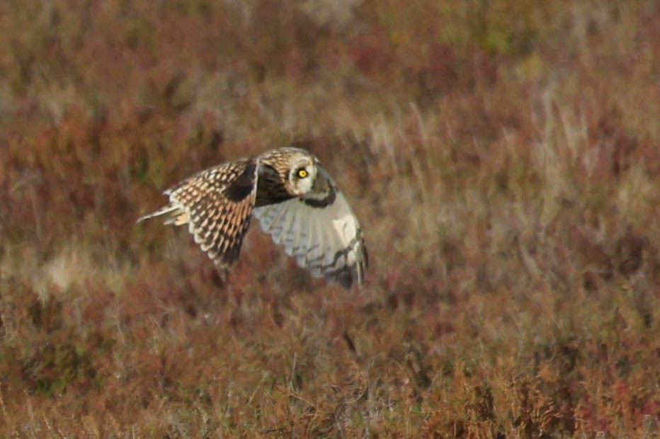 Búho Campestre (Norteño) - ML644737257