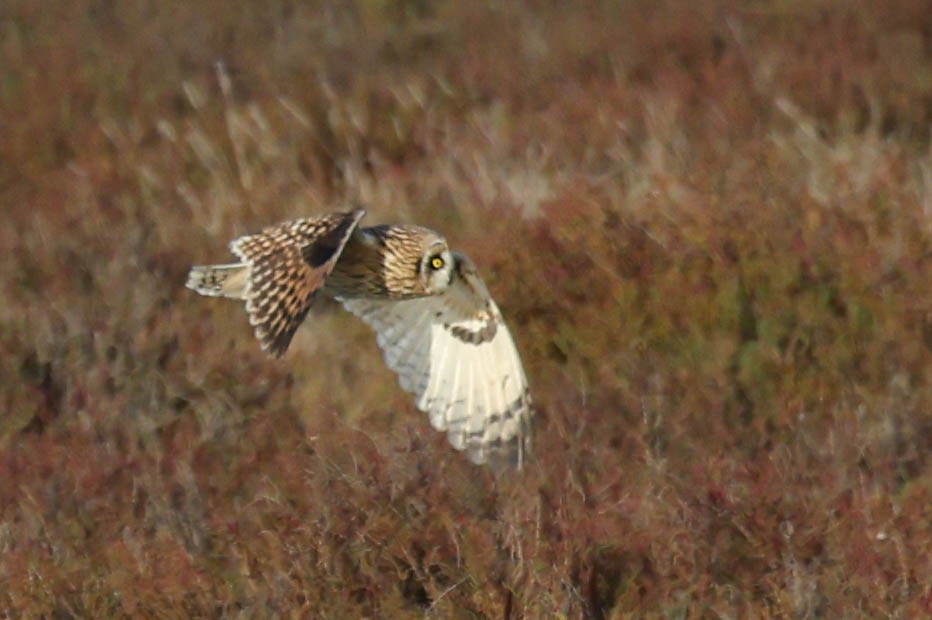Búho Campestre (Norteño) - ML644737258