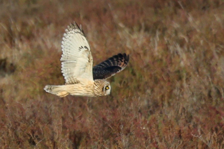 Búho Campestre (Norteño) - ML644737259