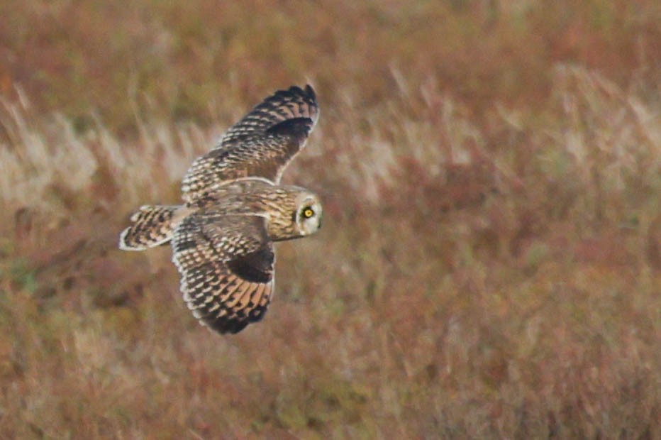 Búho Campestre (Norteño) - ML644737260