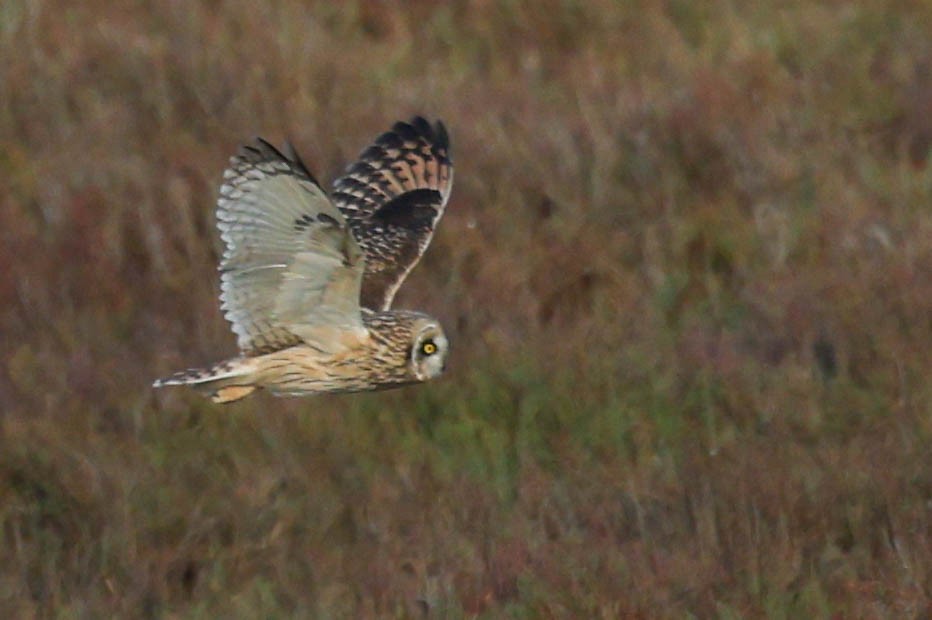 Búho Campestre (Norteño) - ML644737261