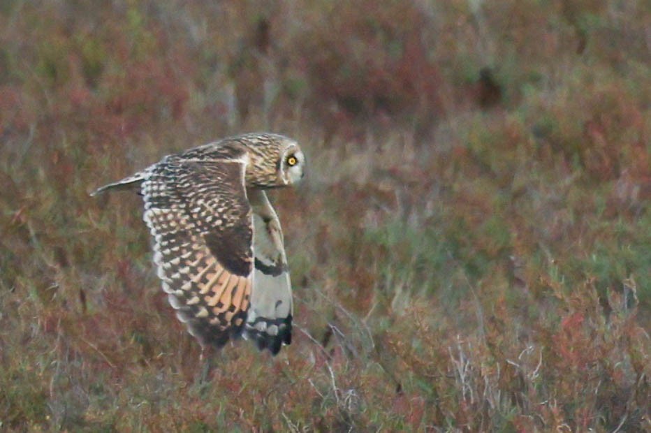 Búho Campestre (Norteño) - ML644737262
