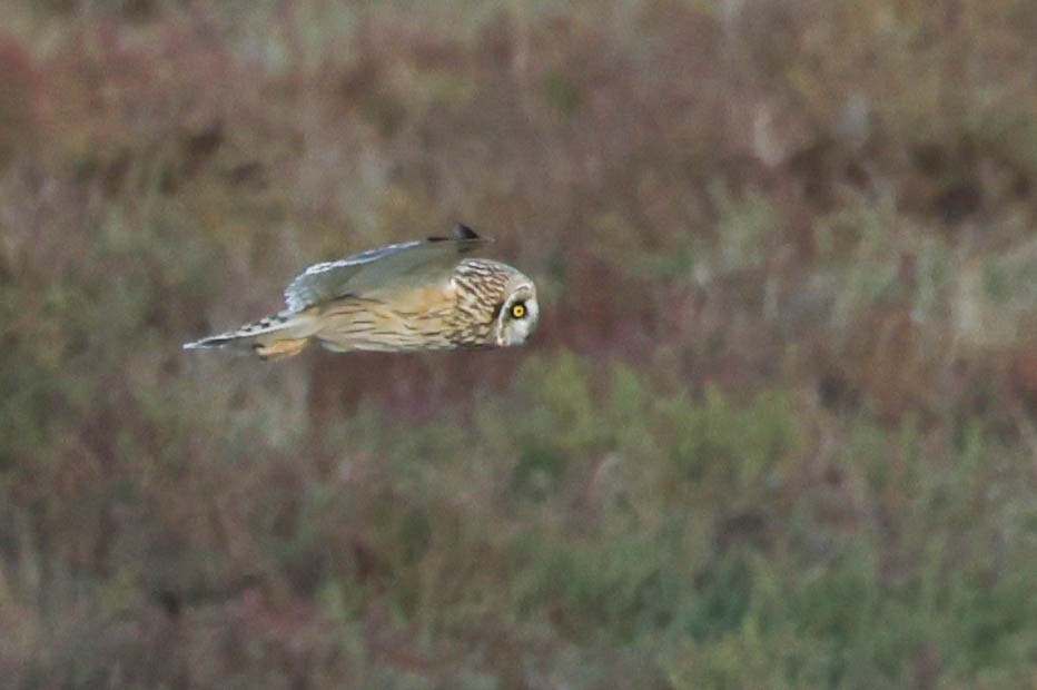 Búho Campestre (Norteño) - ML644737265