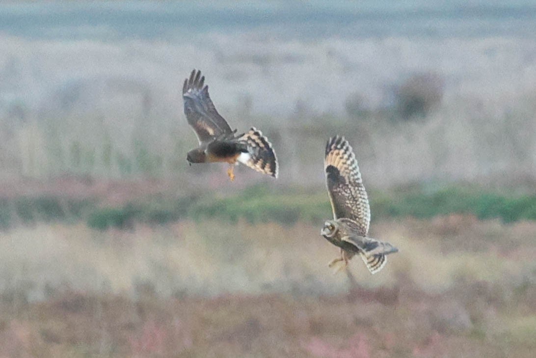 Búho Campestre (Norteño) - ML644737276