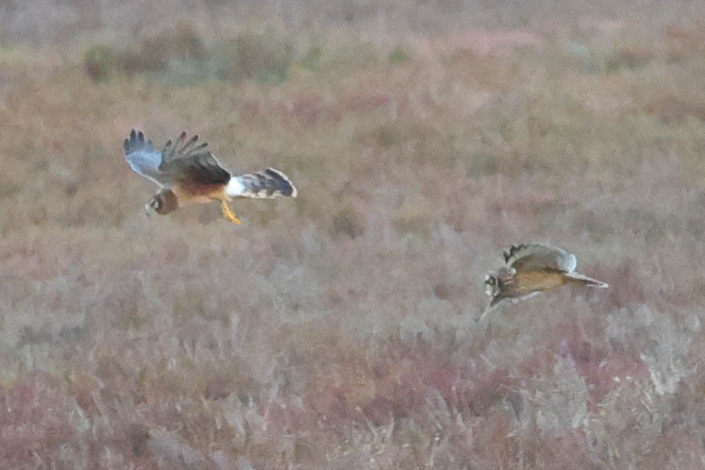 Búho Campestre (Norteño) - ML644737278