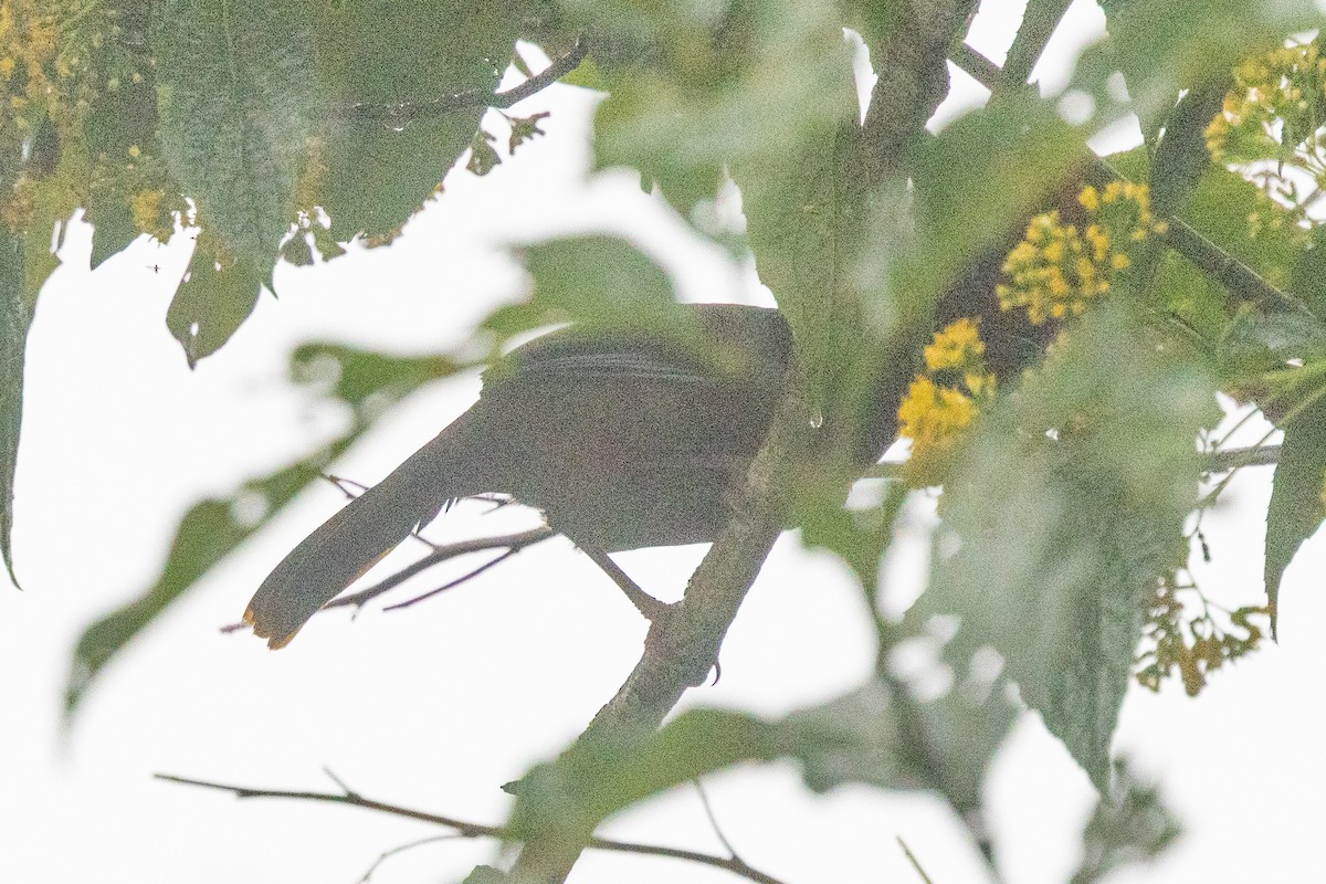 blåvingelattertrost - ML644737319