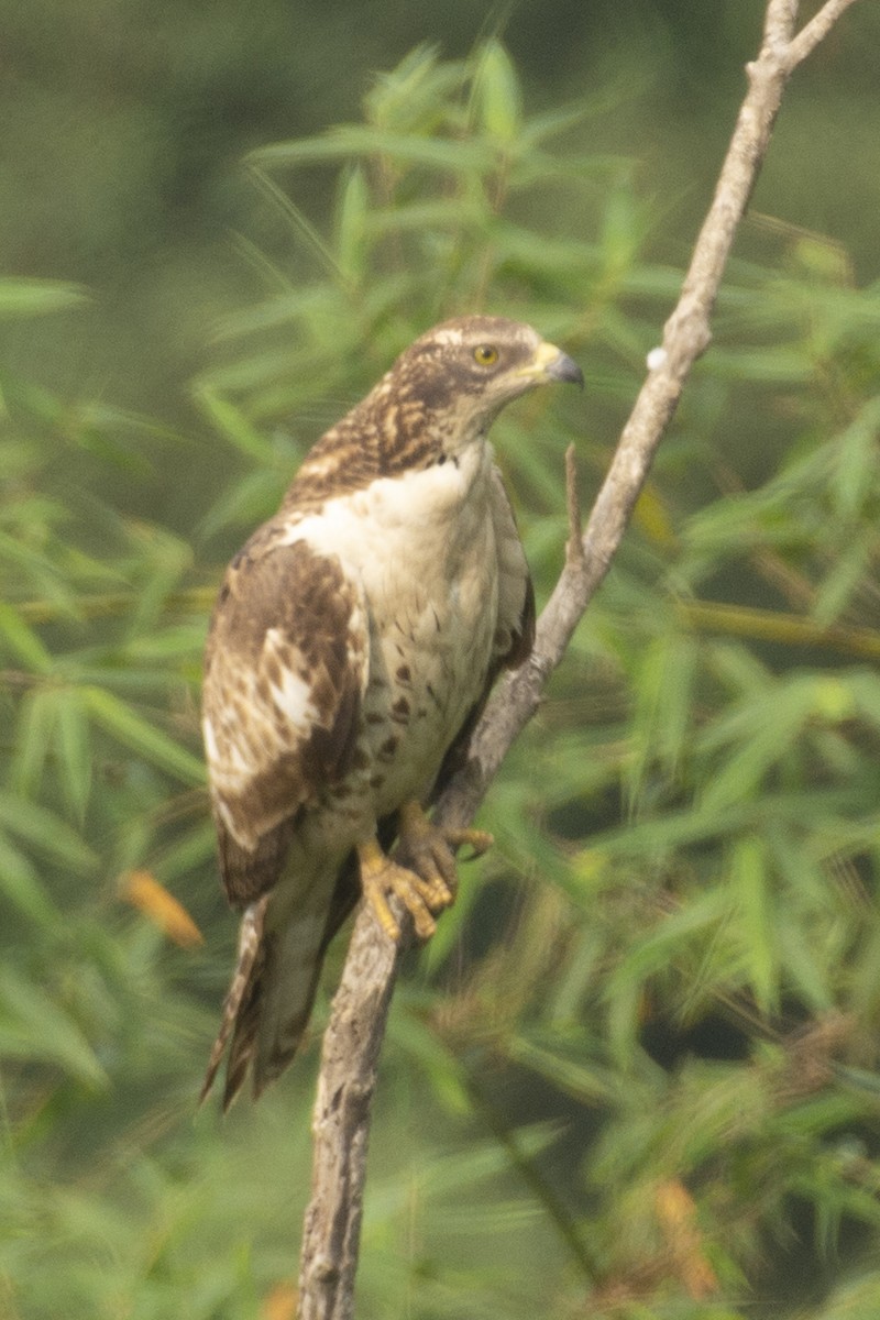 Bondrée orientale - ML644737321