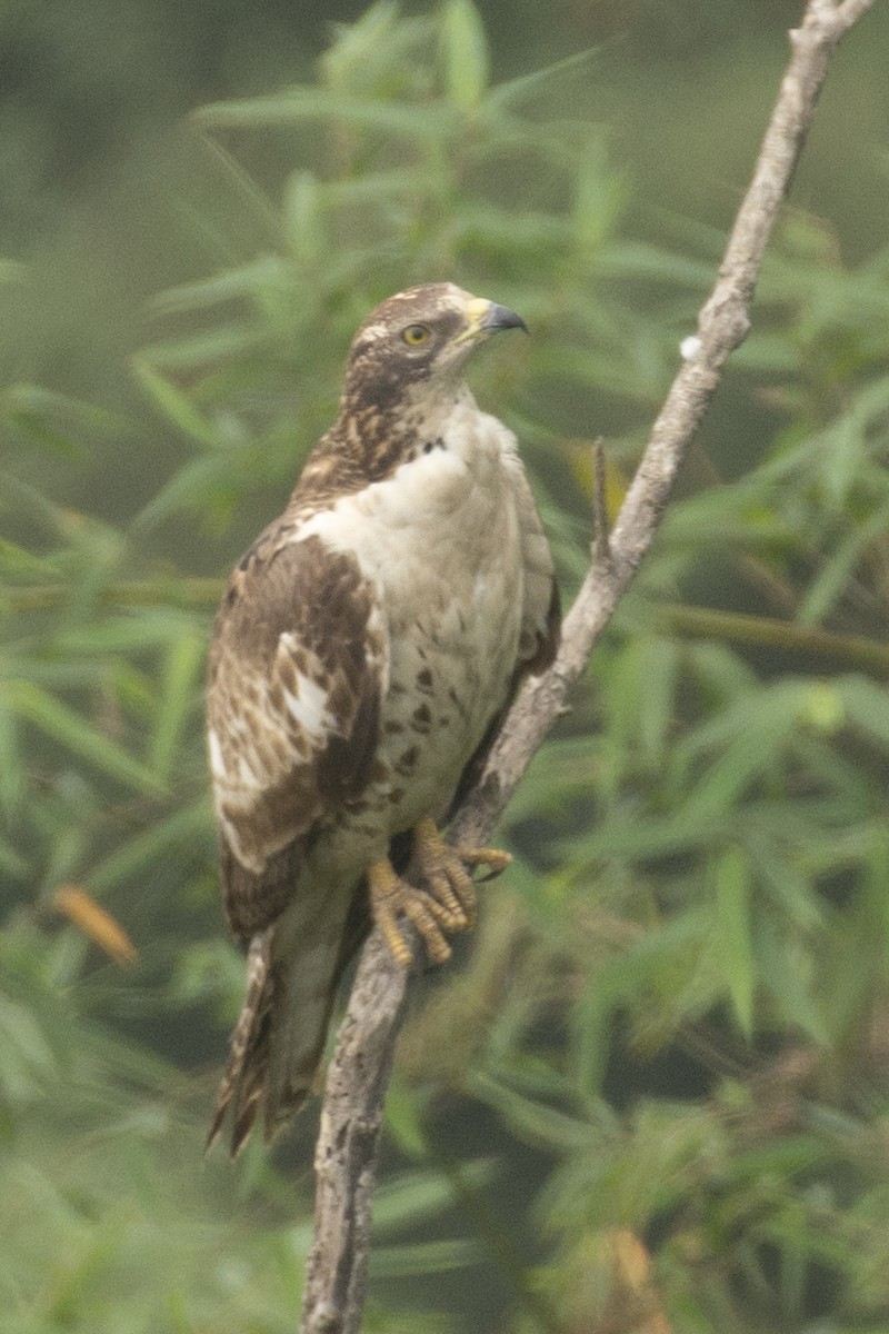 Bondrée orientale - ML644737322