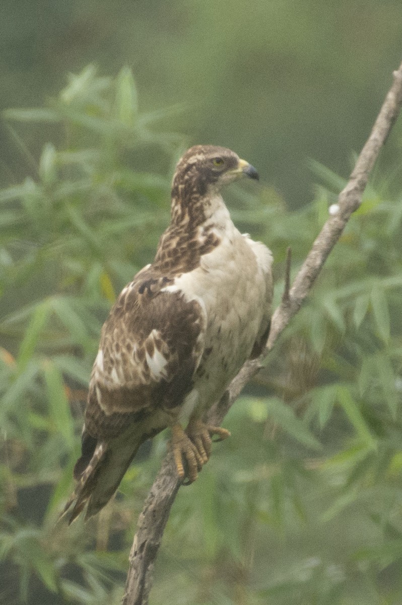 Bondrée orientale - ML644737323