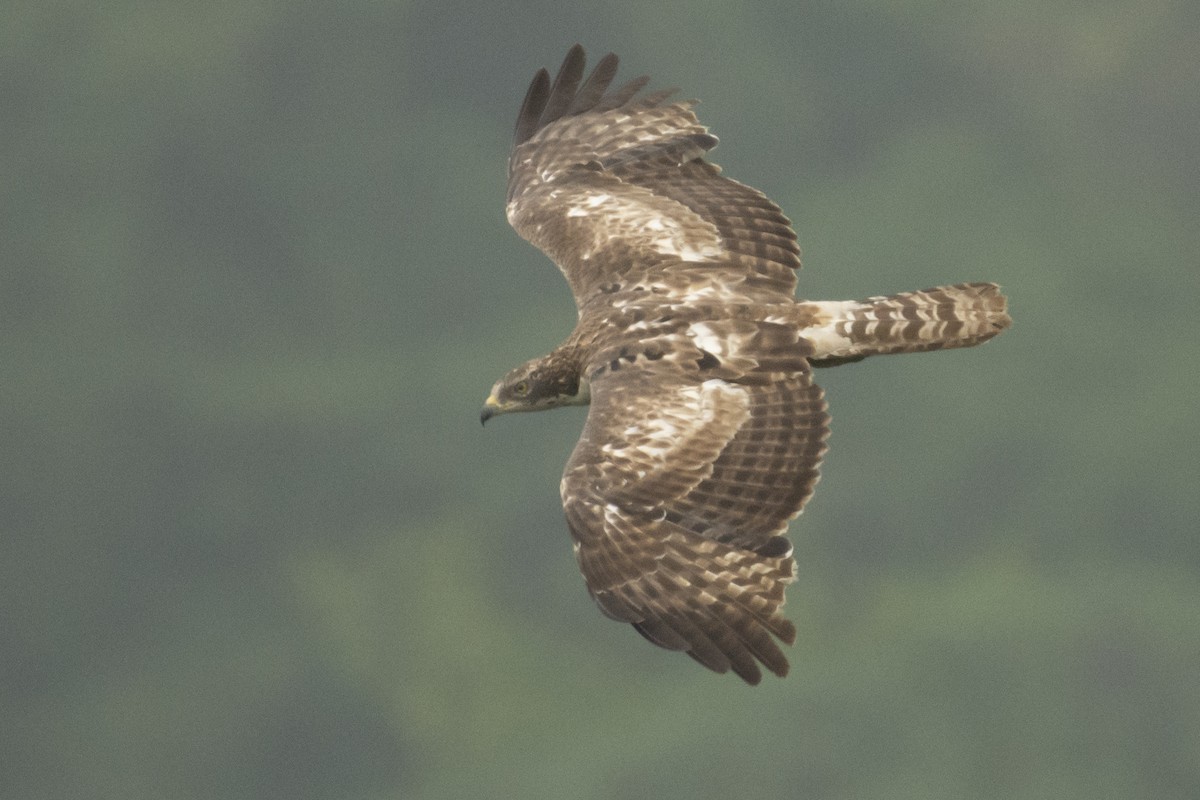 Bondrée orientale - ML644737324