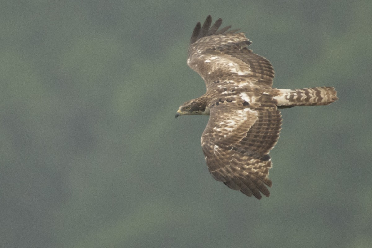 Bondrée orientale - ML644737325